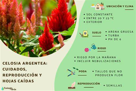 Celosia argentea inflorescencia y hojas