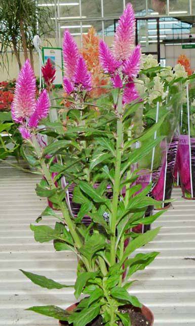 Celosia argentea en interior y exterior