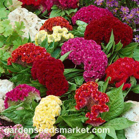 Semillas de Celosia argentea