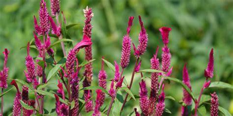 Significado cultural de Celosia argentea