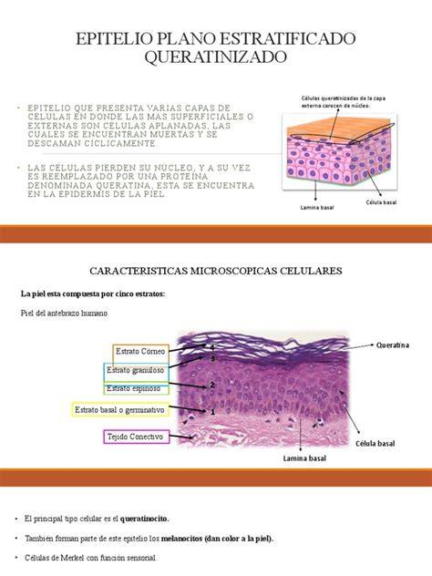 epitelio estratificado plano y sus capas