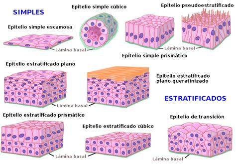 ejemplos de epitelios estratificados planos