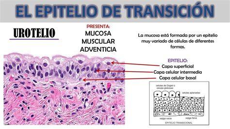urotelio: epitelio de transición en vías urinarias