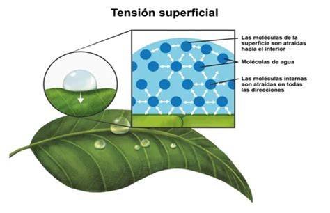 gráficas sobre energía superficial y adherencia