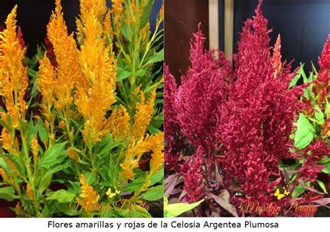 celosia hojas y flores en colores intensos