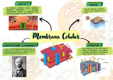 Esquema de soporte de membrana y cables