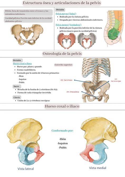 anatomía pelvis y referencias ilíacas