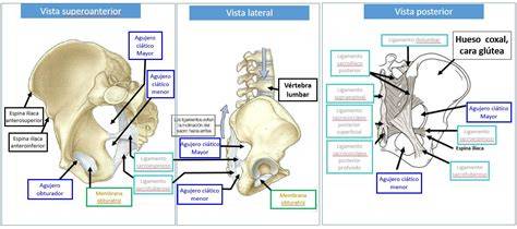 vínculos y ligamentos de la pelvis