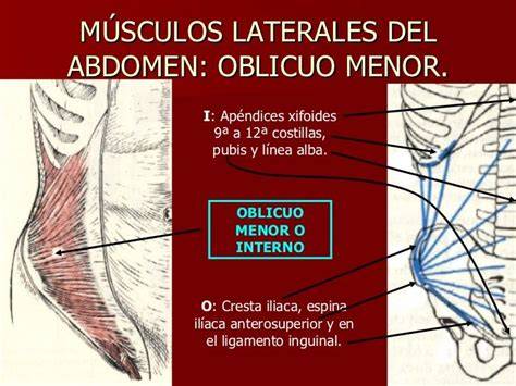 músculos que se insertan en la cresta ilíaca