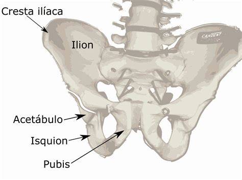 localización de la cresta ilíaca en la pelvis