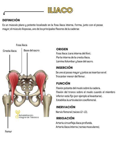 principales músculos que se insertan en la cresta ilíaca
