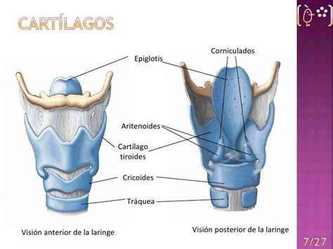 infografía: anatomía de la laringe y sus cartílagos