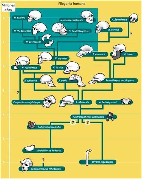 Esquema de la evolución de esmaltes silenses