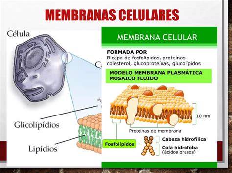 gráfica de tipos de membranas sintéticas