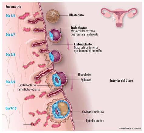 gráfico de acuerdo entre endometrio y blastocisto durante implantación