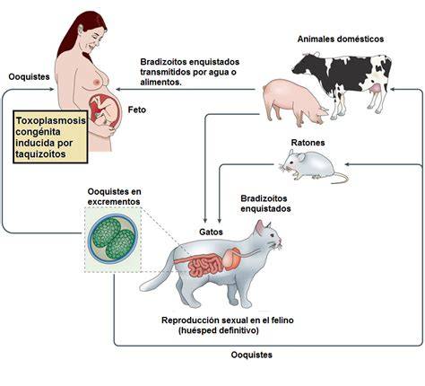 mapa de transmisión de toxoplasmosis