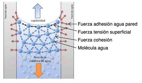 gráfico de fuerzas y adhesión de cementos temporales