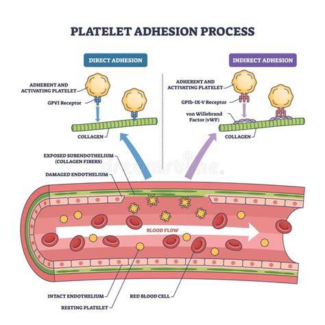 aditivos-látex-adhesion-flexibilidad-diagrama