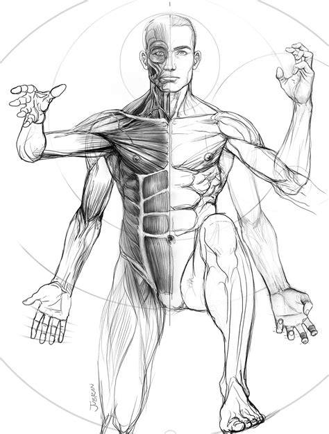 Dibujo analítico de anatomía en Fauno danzante